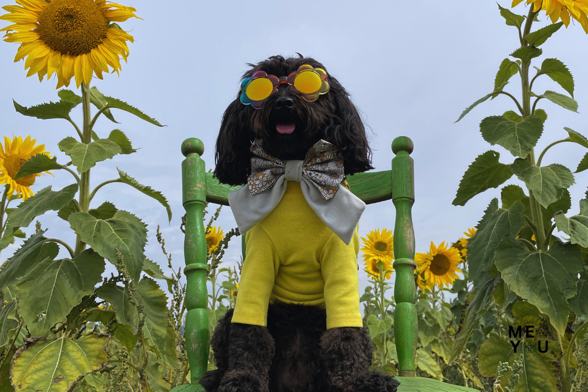 Sunflower Fields