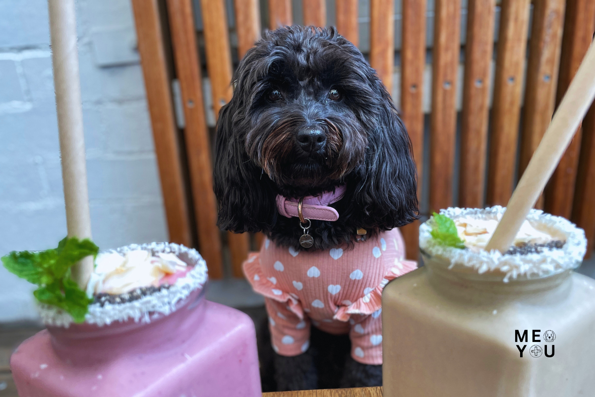 Dog Friendly Cafes