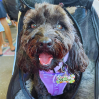 Luna Star Cavoodle in stroller