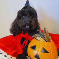 Luna Star Cavoodle Halloween Costume